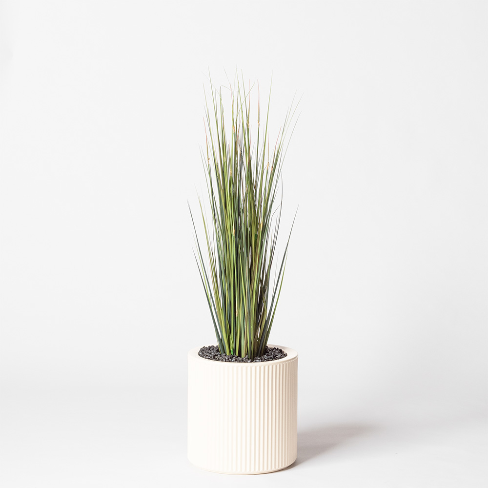 Onion grass - Blanc