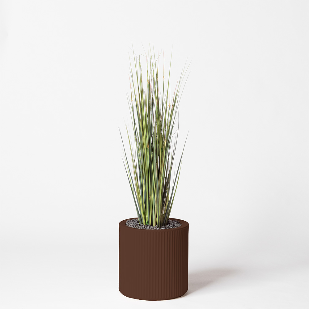Onion grass - Marron