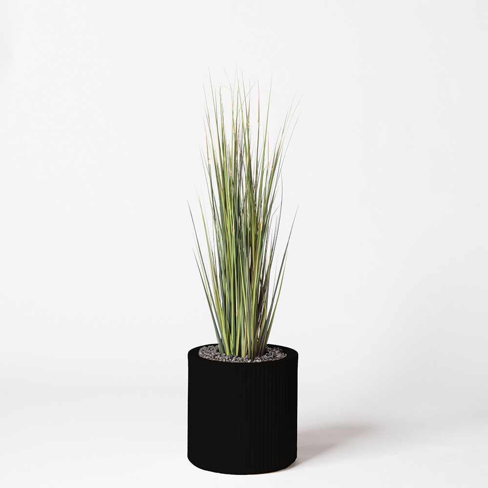 Onion grass - Noir