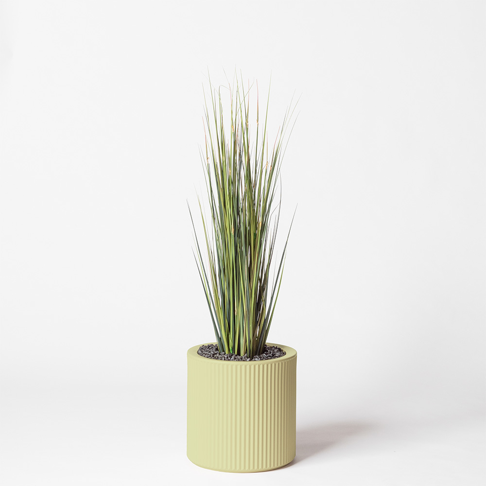 Onion grass - Pistache