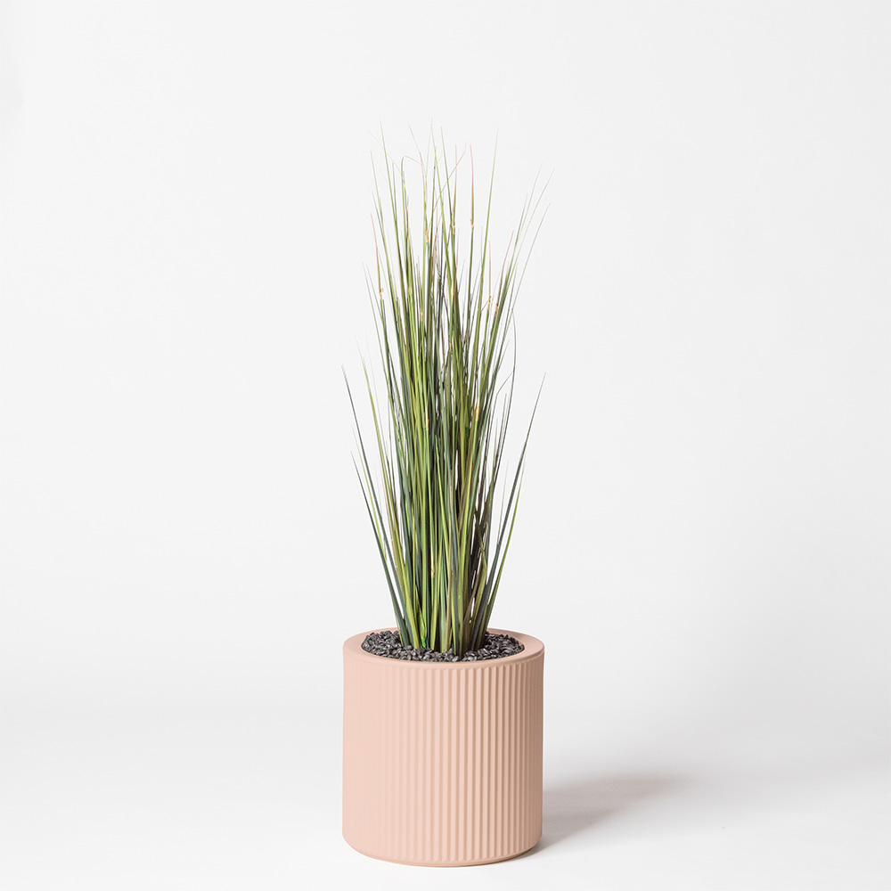 Onion grass - Rose