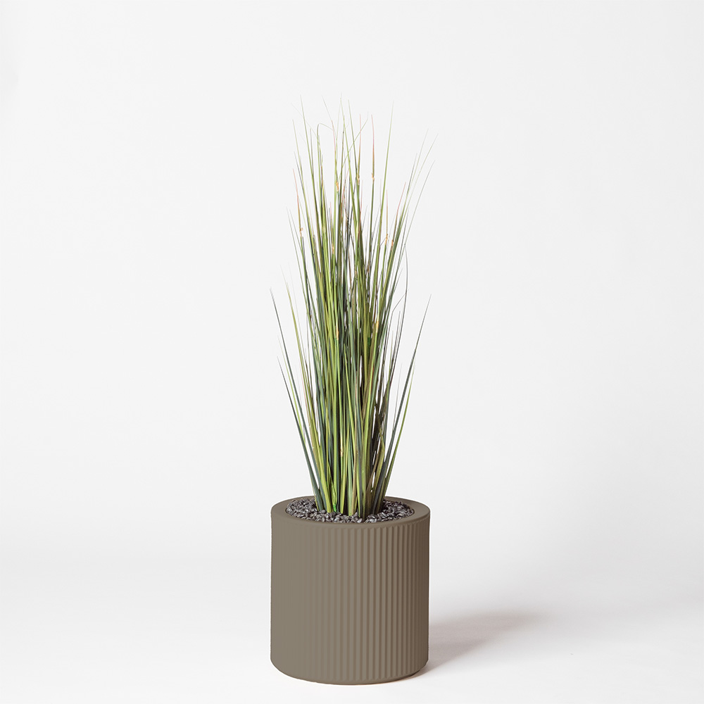 Onion grass - Tortora