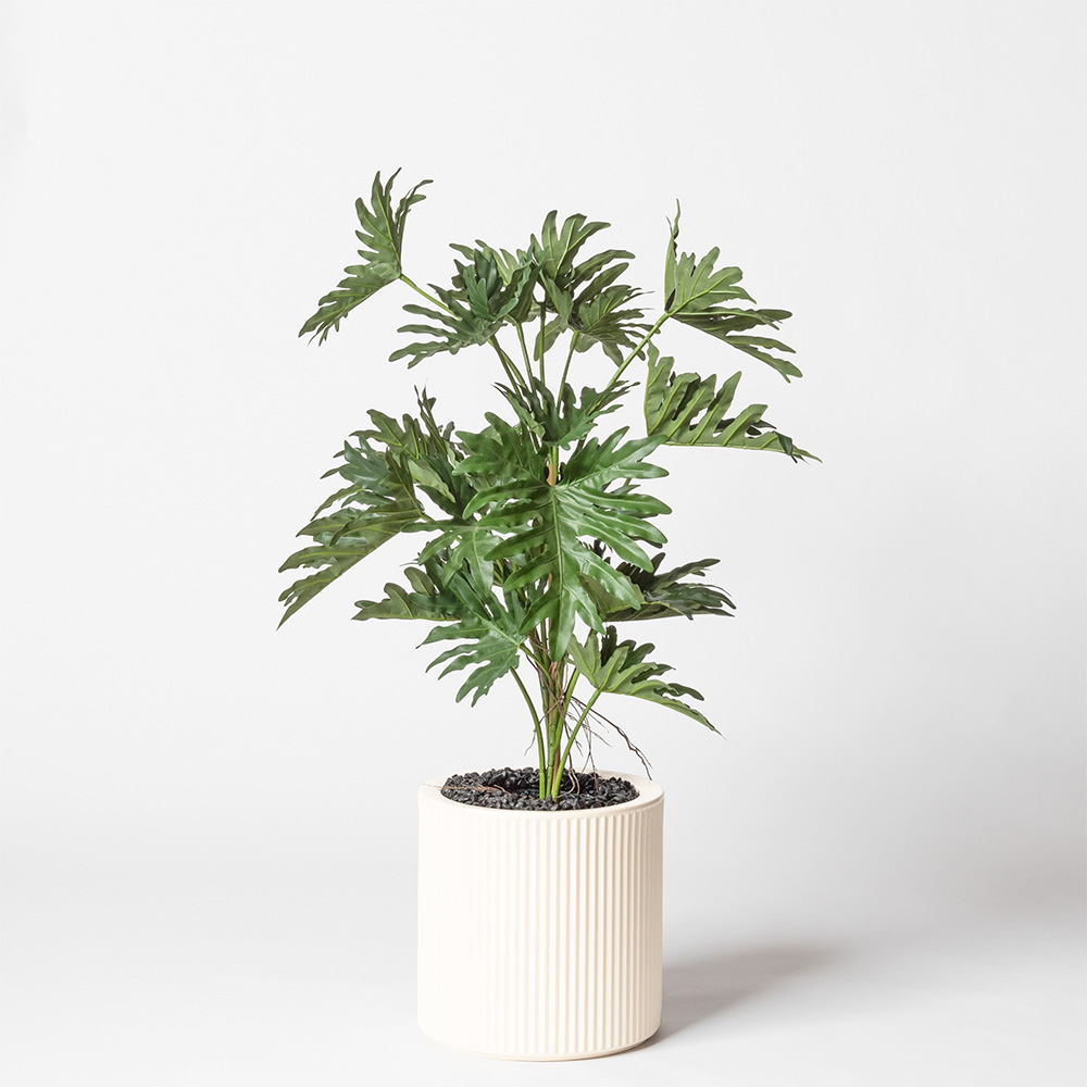 Philodendron selloum - Blanc