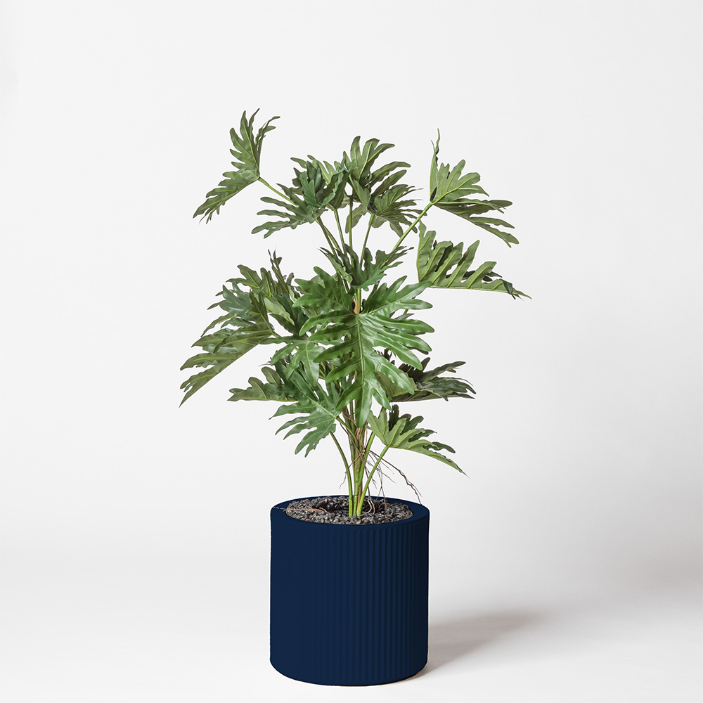 Philodendron selloum - Bleu