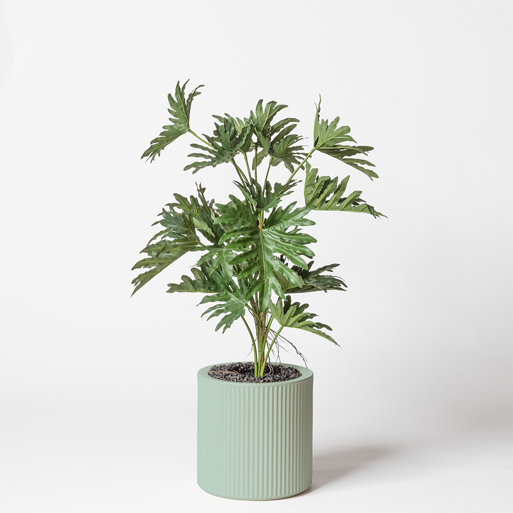 Philodendron selloum - Turquoise