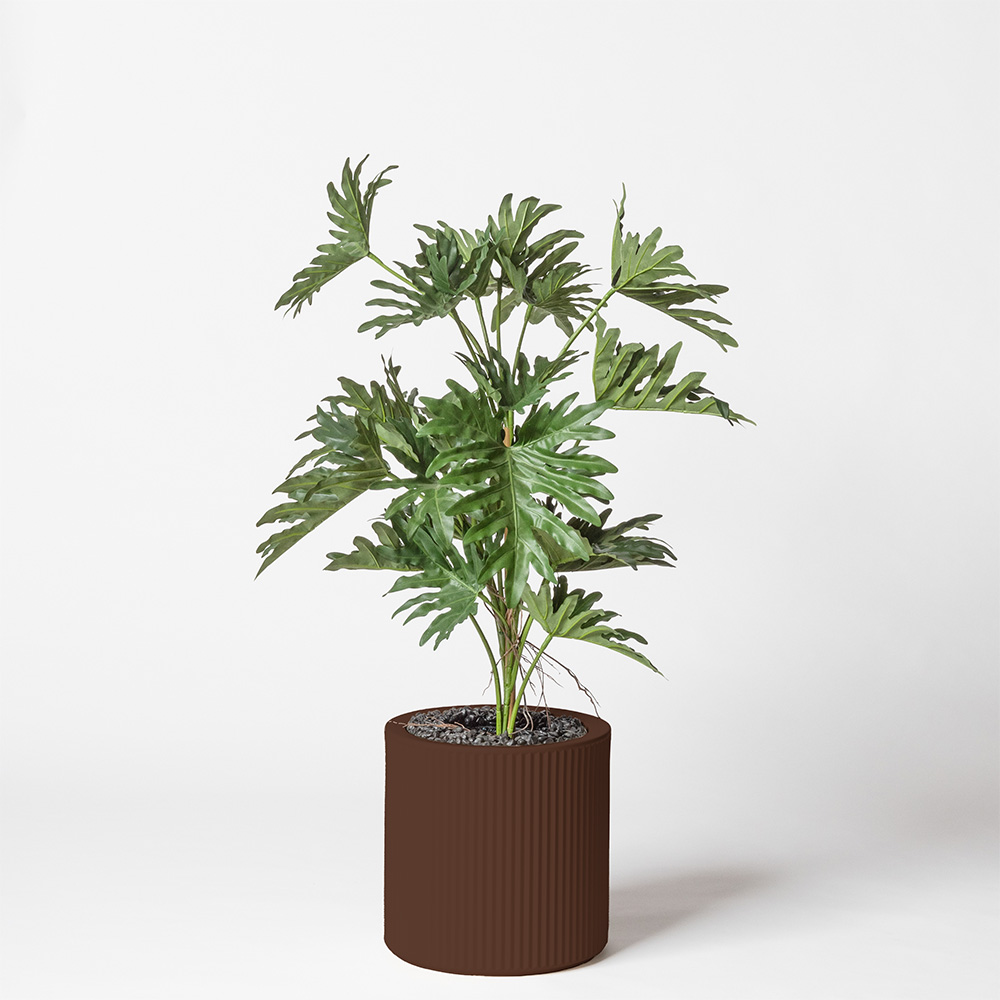 Philodendron selloum - Marron