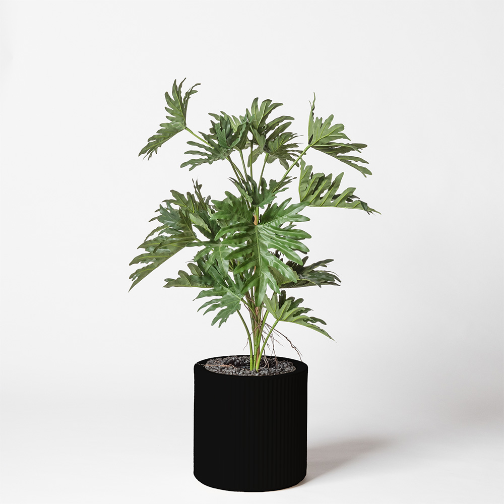 Philodendron selloum - Noir