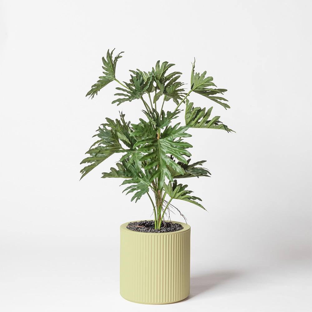 Philodendron selloum - Pistache