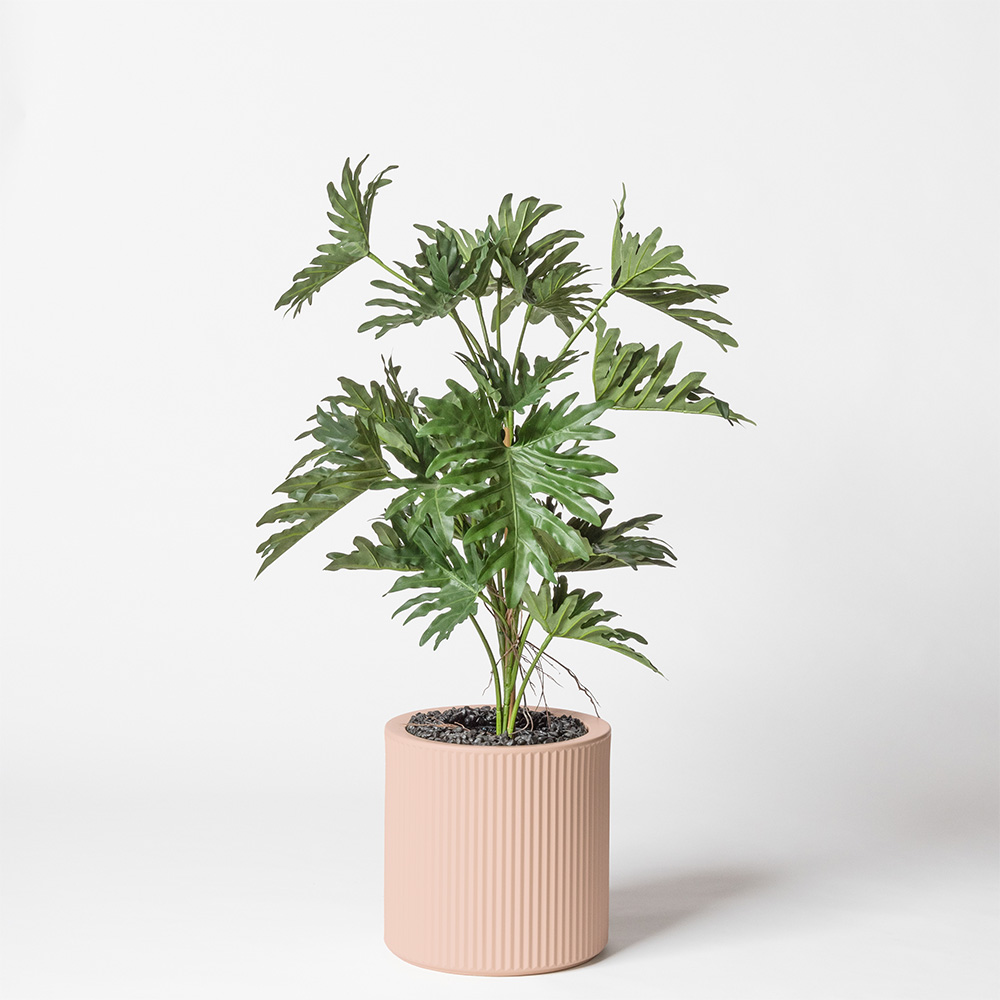 Philodendron selloum - Rose