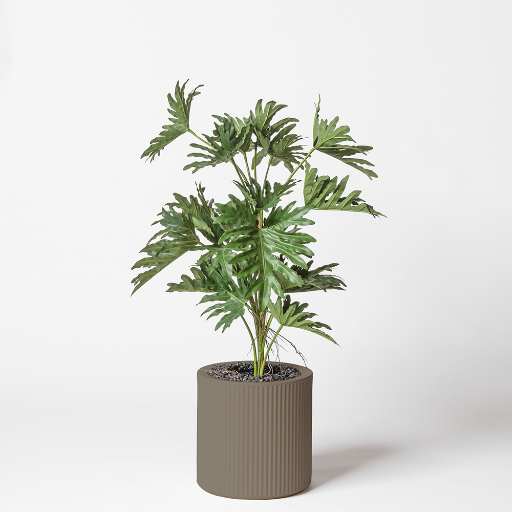 Philodendron selloum - Tortora
