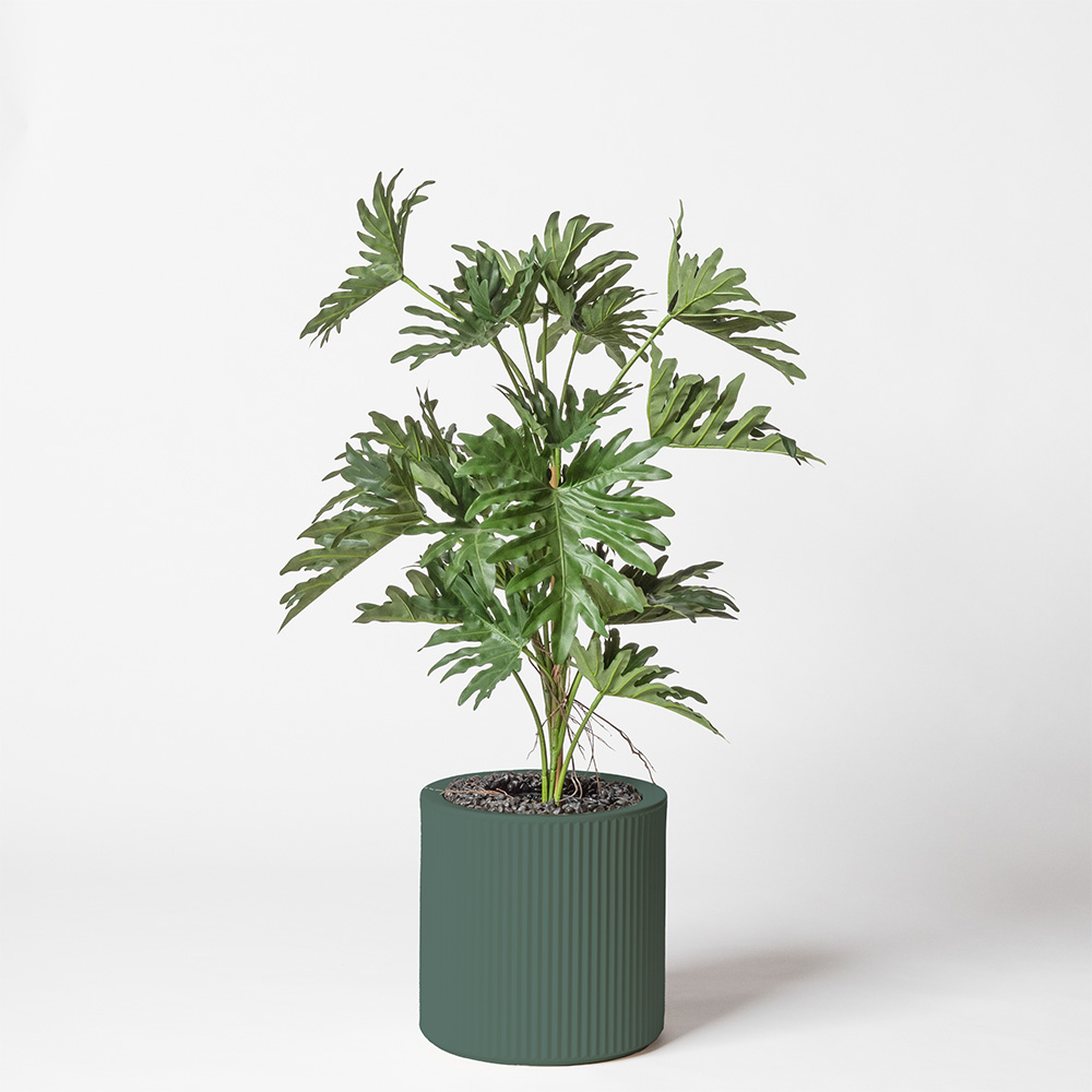 Philodendron selloum - Vert
