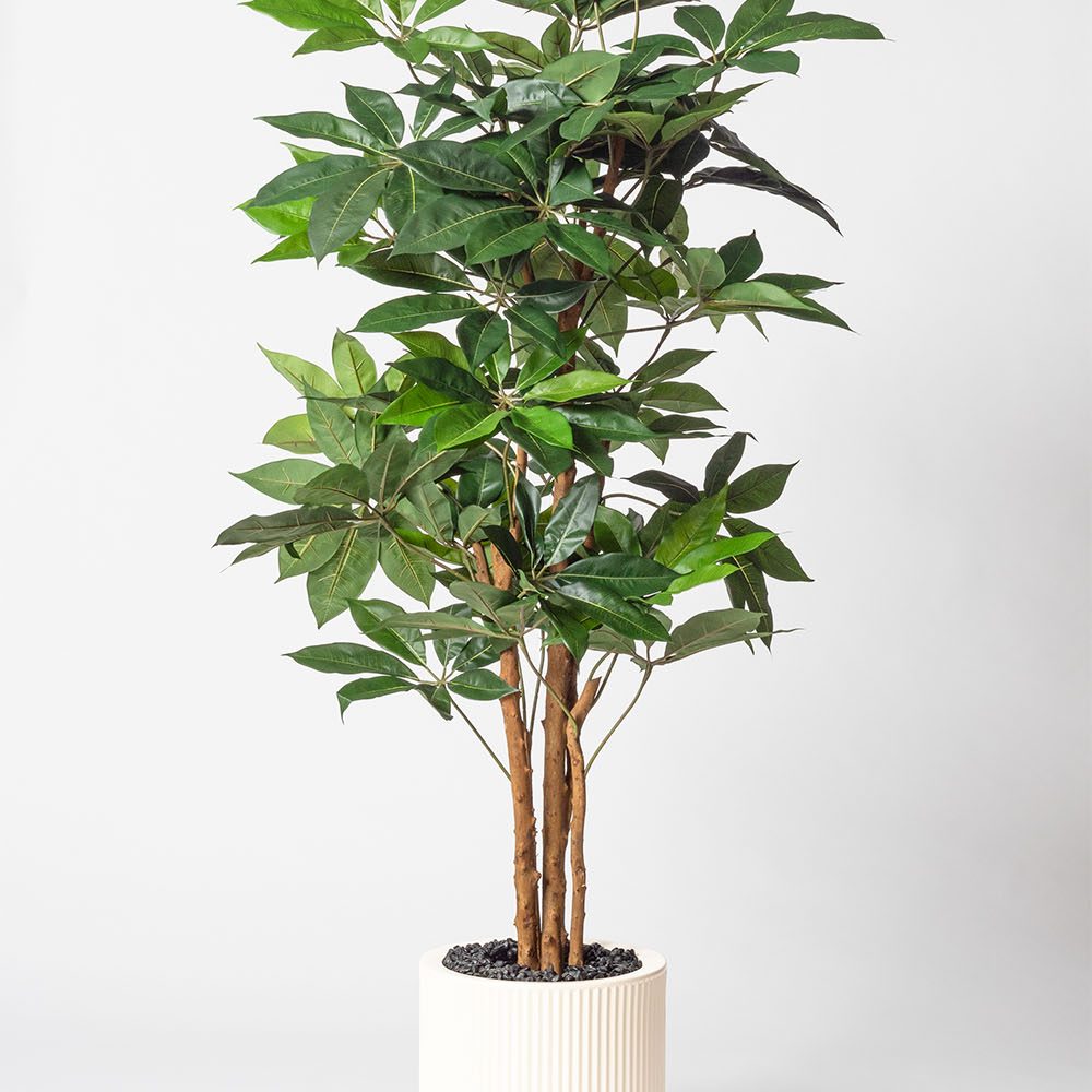 Schefflera amata - Blanc