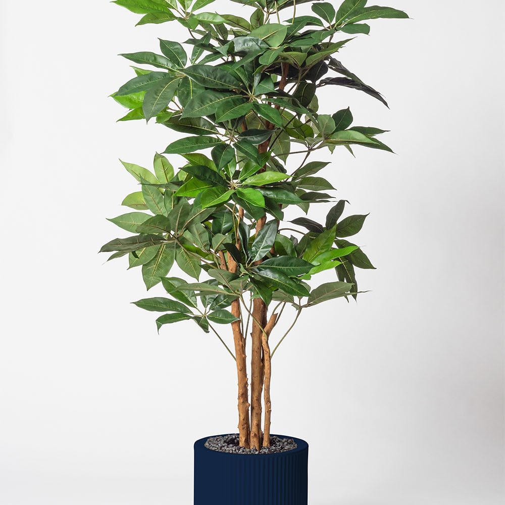 Schefflera amata - Bleu