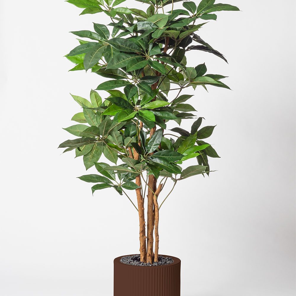 Schefflera amata - Marron