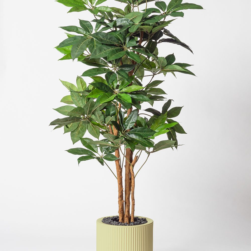 Schefflera amata - Pistache