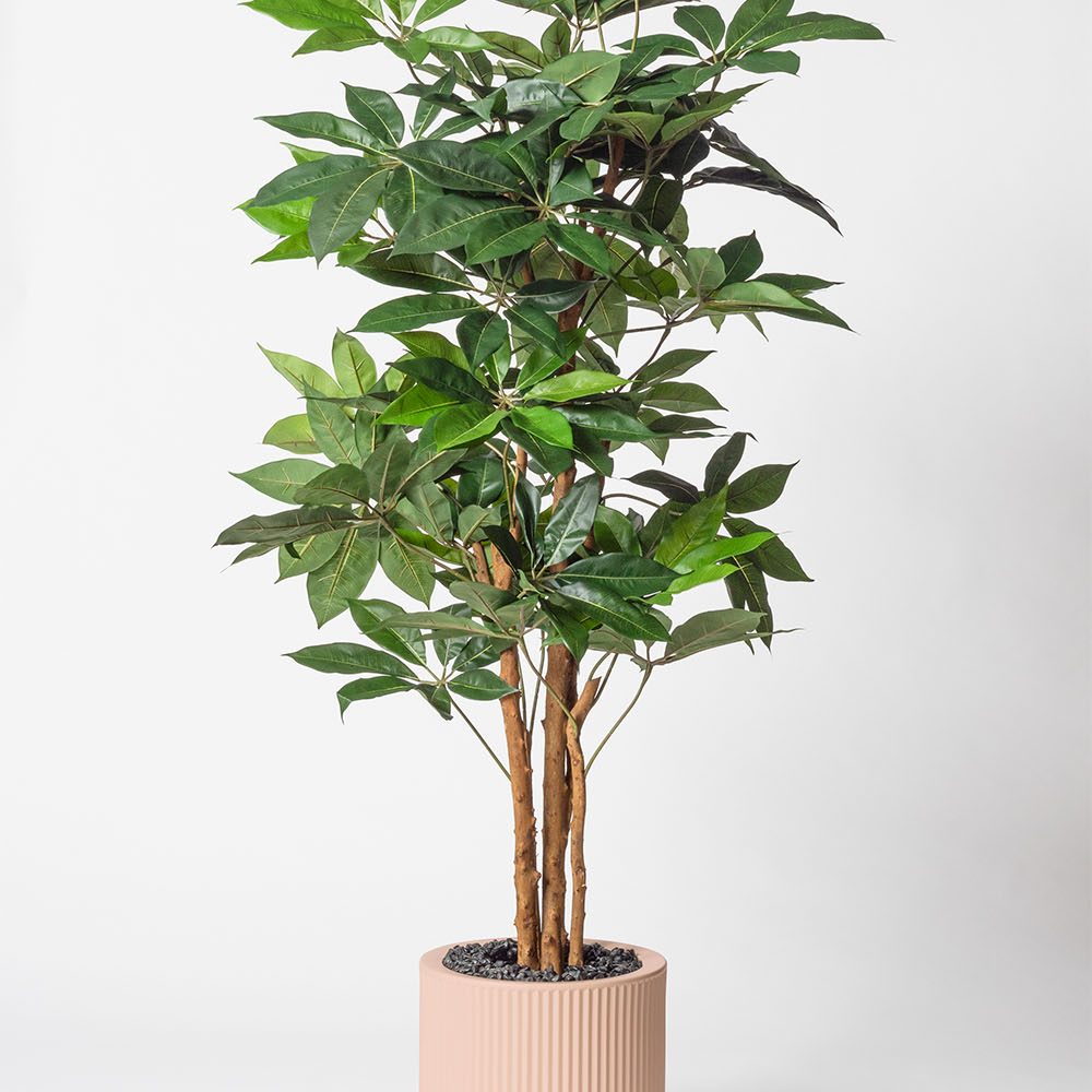 Schefflera amata - Rose
