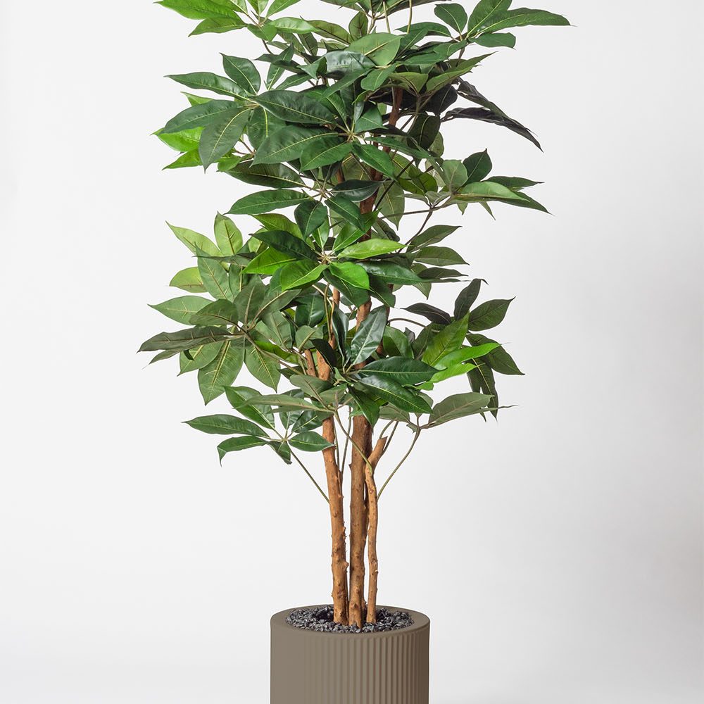 Schefflera amata - Tortora
