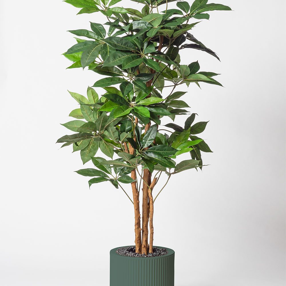 Schefflera amata - Vert