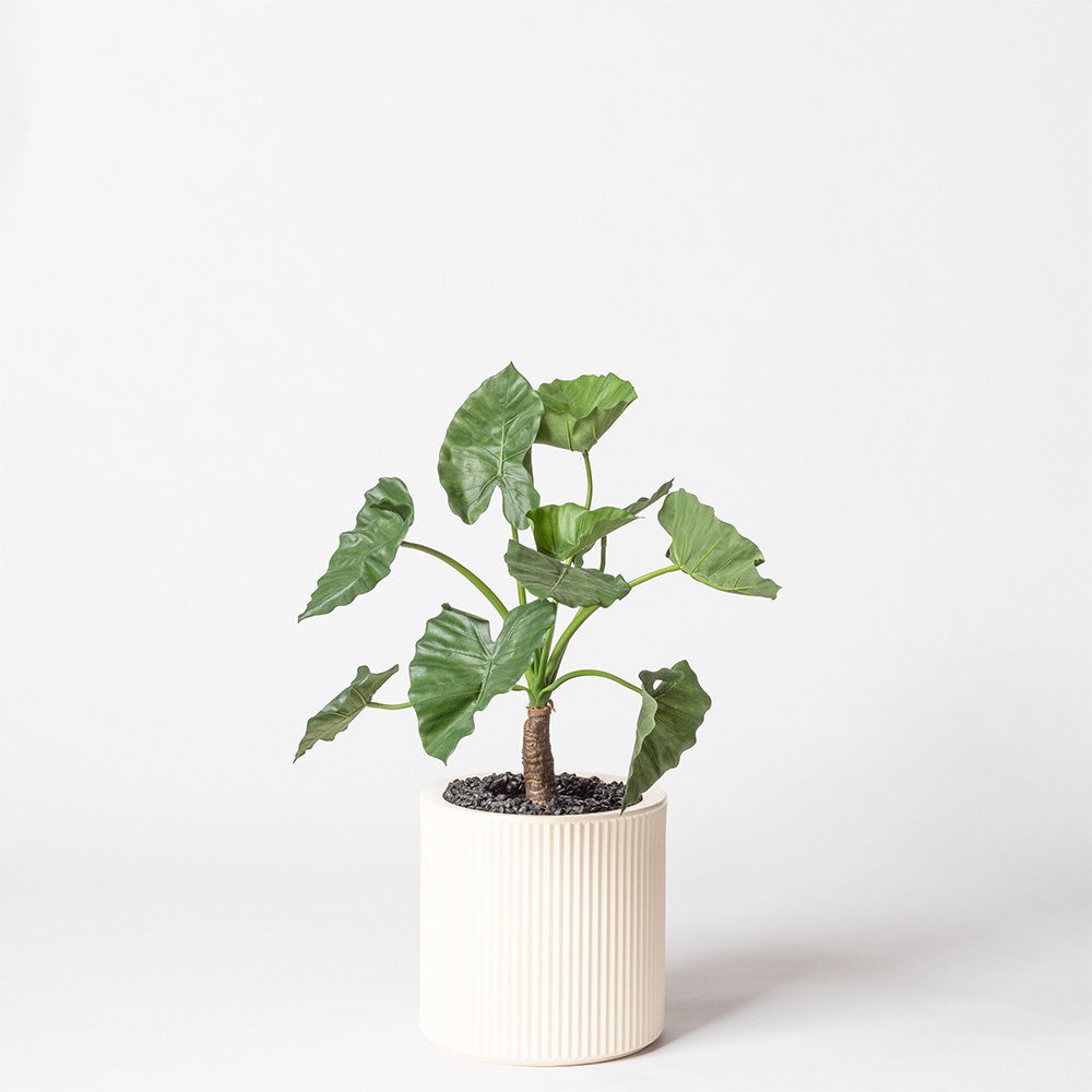 Alocasia calidora - Blanc