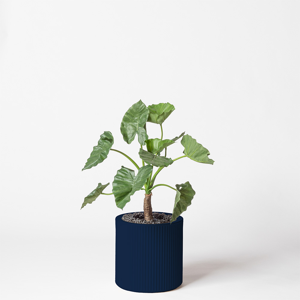 Alocasia calidora - Bleu
