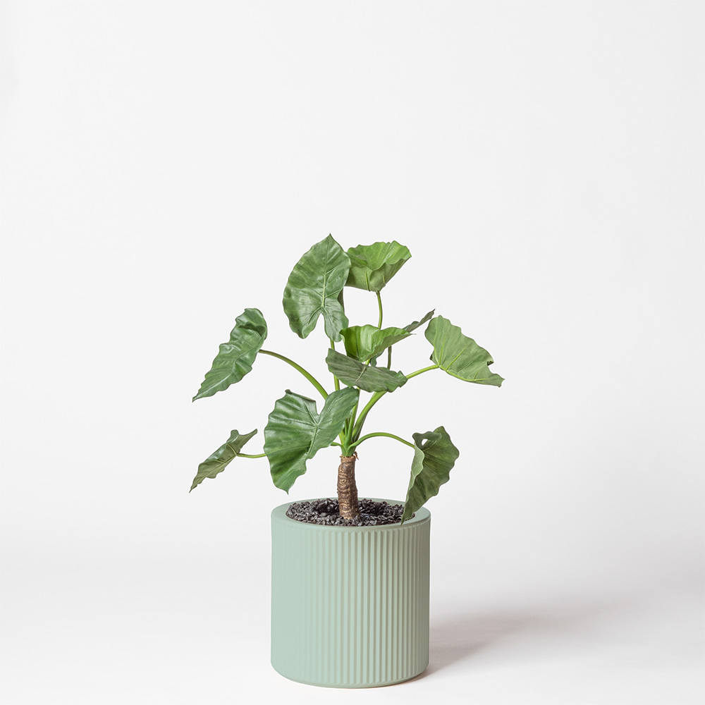 Alocasia calidora - Turquoise