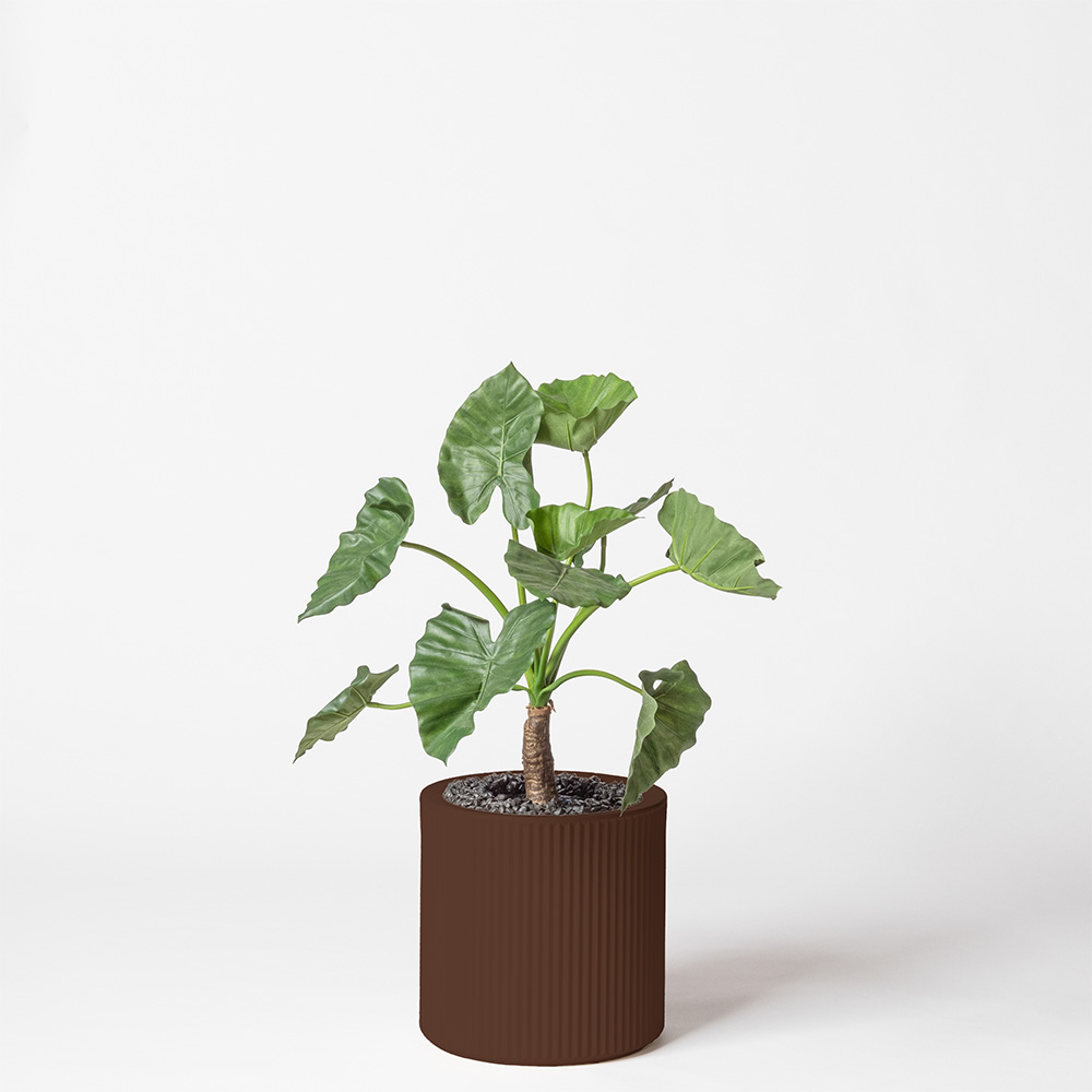 Alocasia calidora - Marron