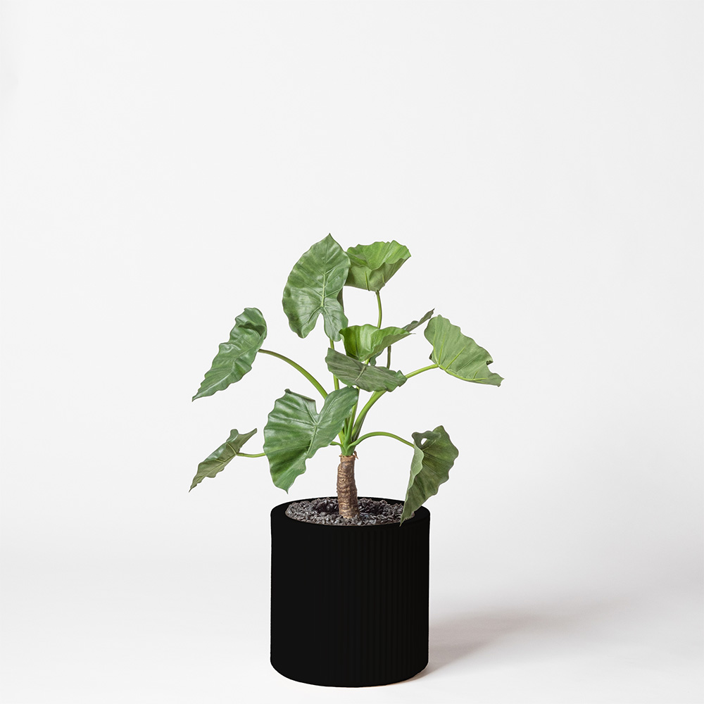 Alocasia calidora - Noir