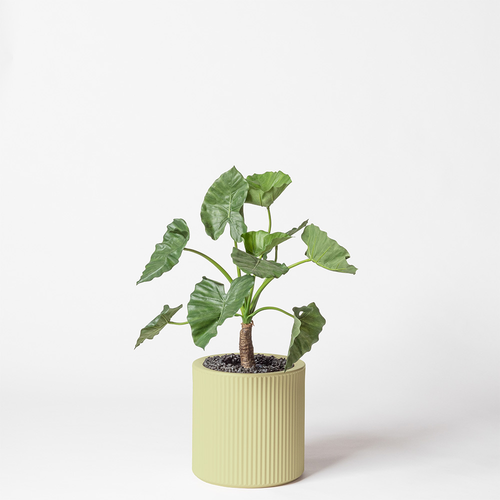 Alocasia calidora - Pistache