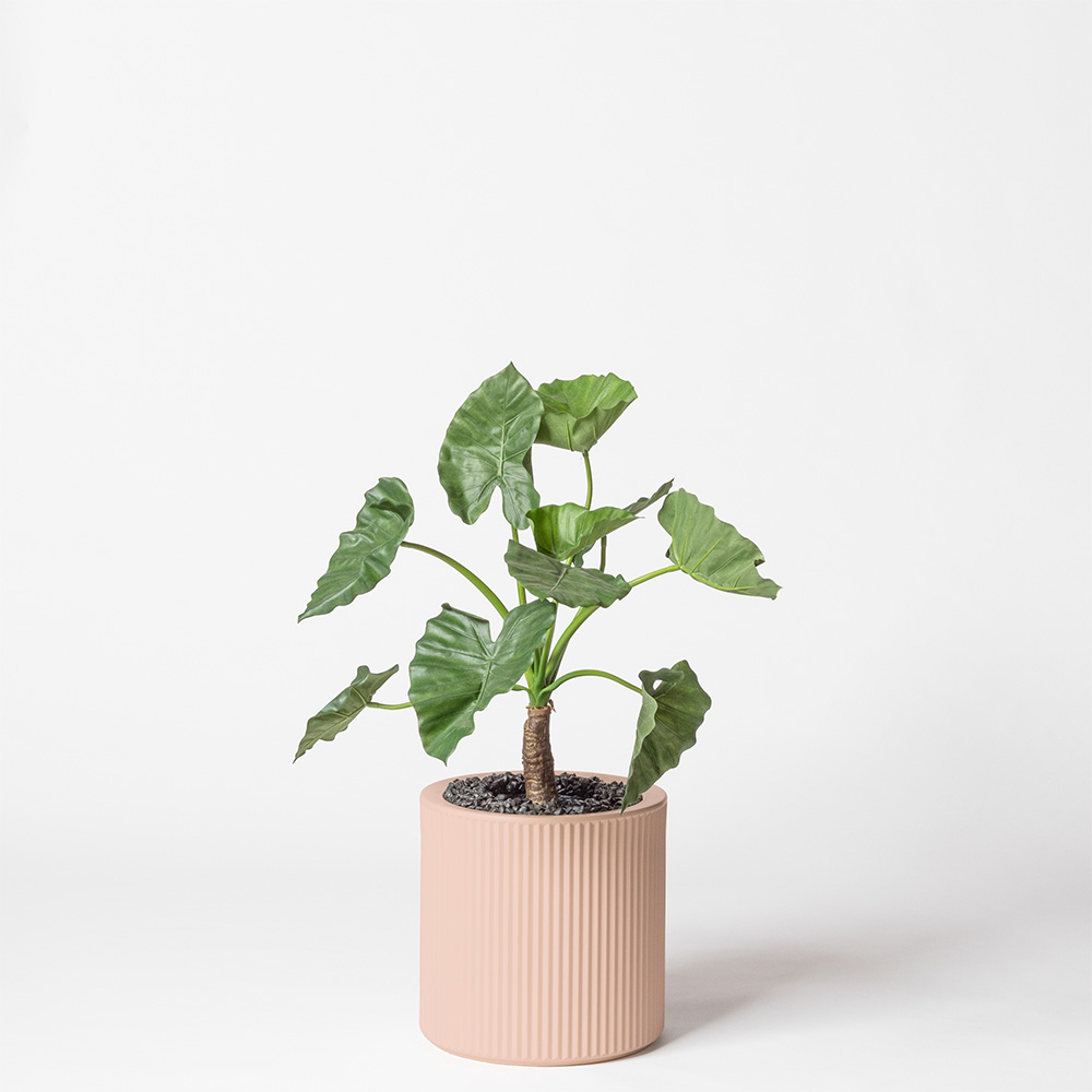 Alocasia calidora - Rose