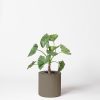 Alocasia calidora