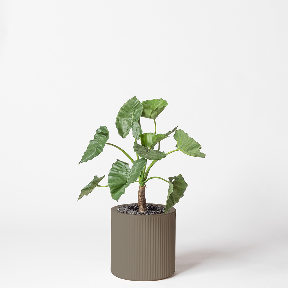 Alocasia calidora - Tortora