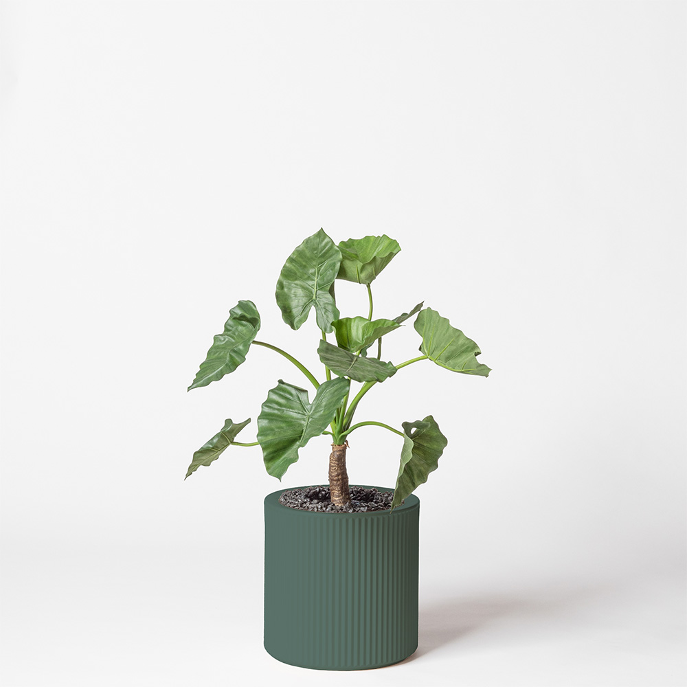 Alocasia calidora - Vert