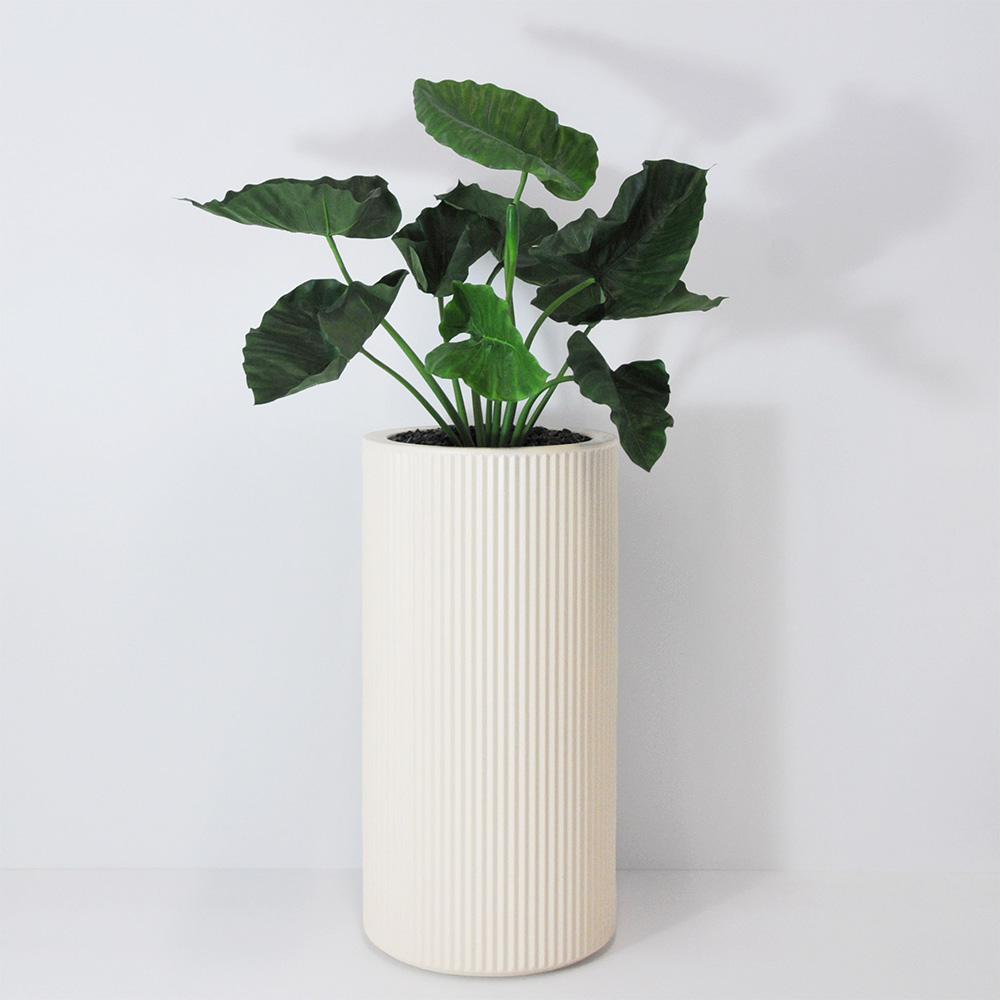 Alocasia calidora - Blanc