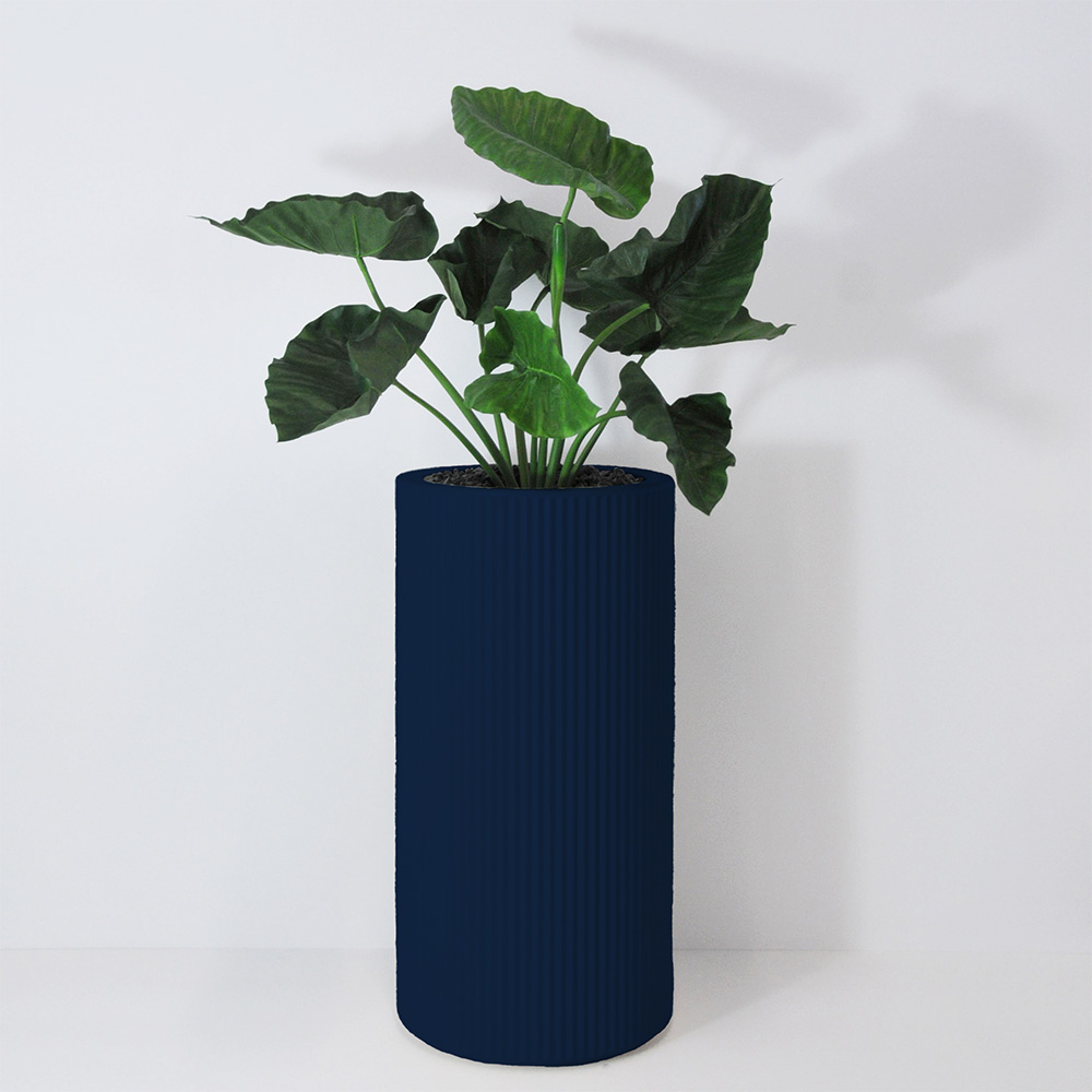 Alocasia calidora - Bleu