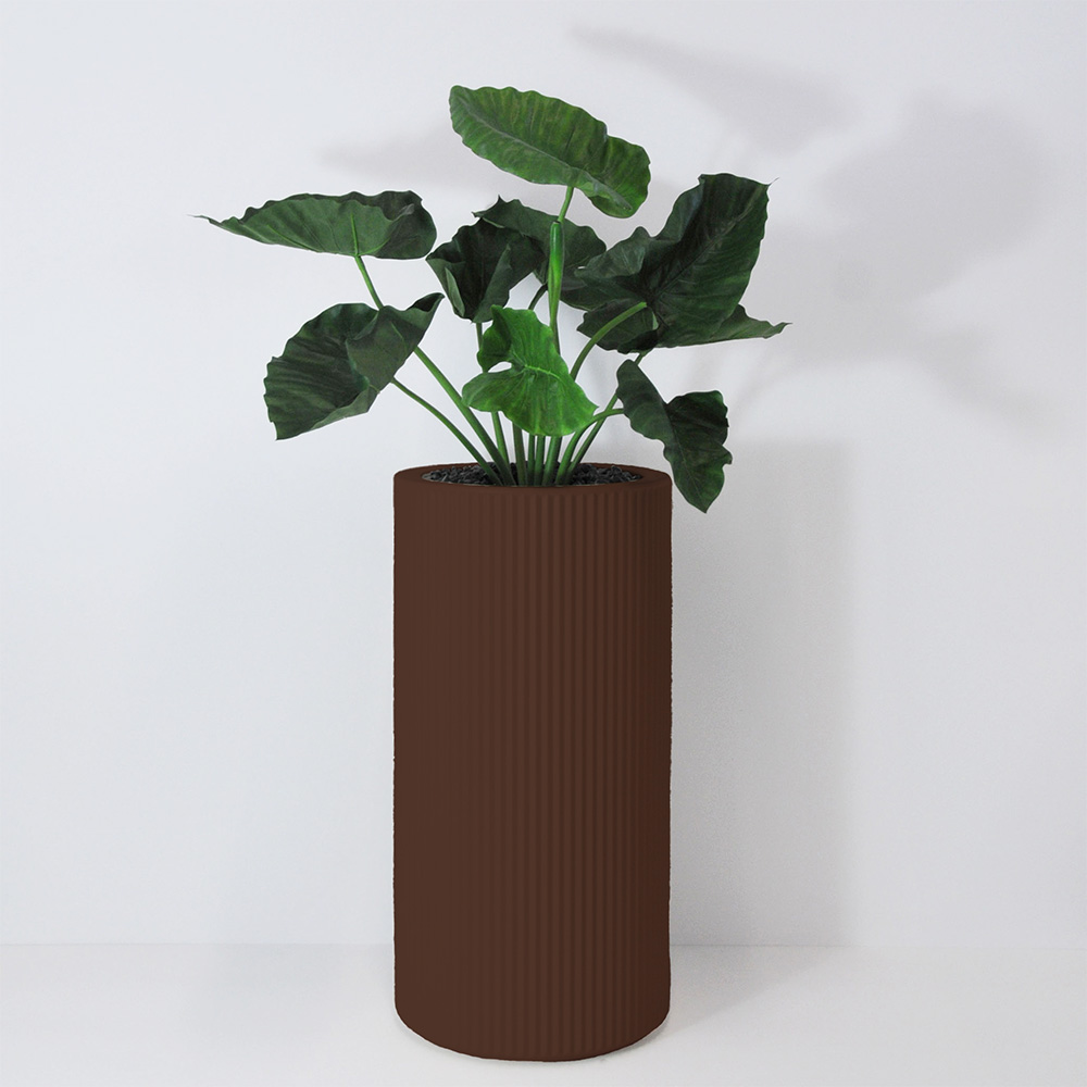 Alocasia calidora - Marron