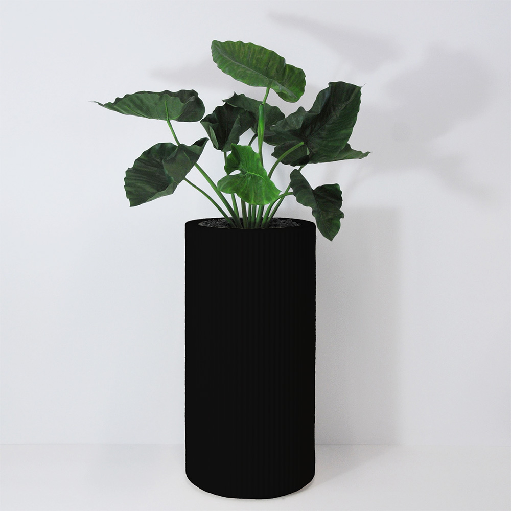 Alocasia calidora - Noir