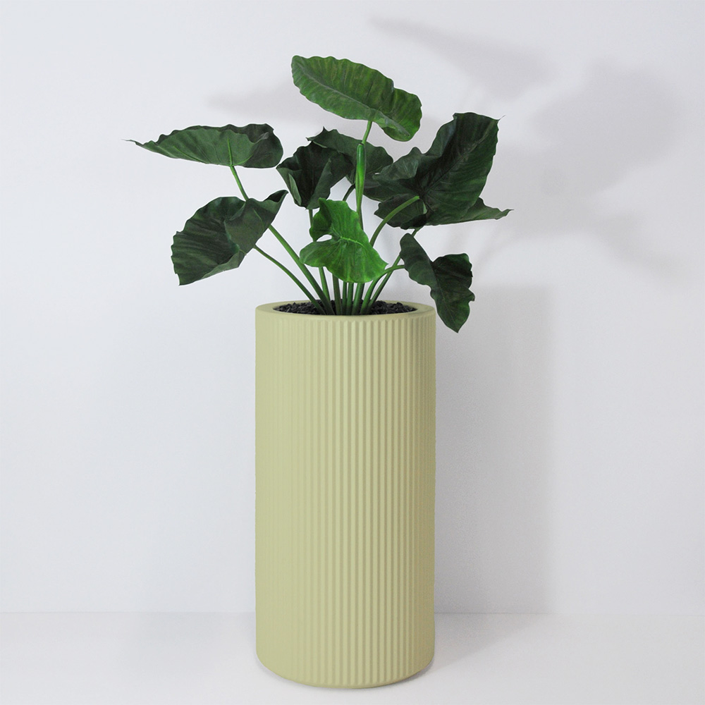 Alocasia calidora - Pistache