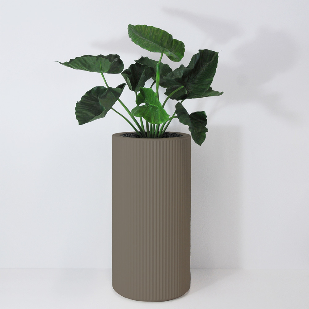 Alocasia calidora - Tortora