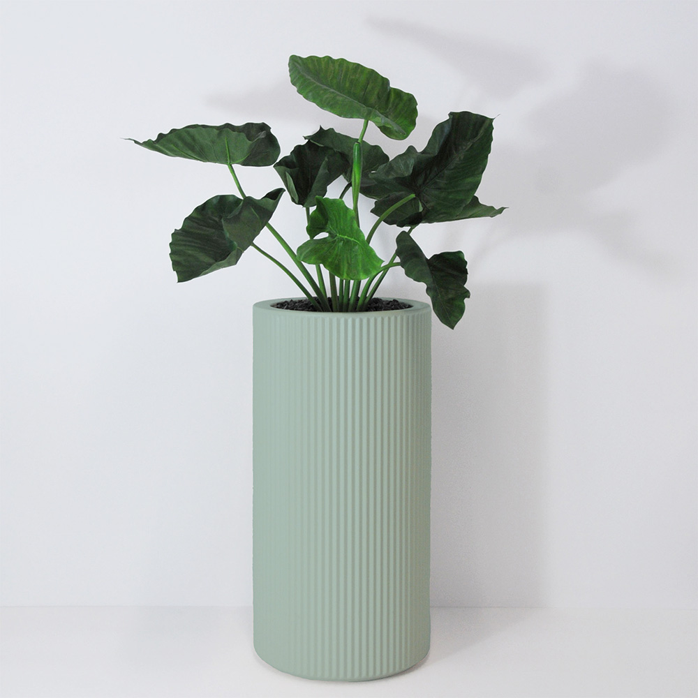 Alocasia calidora - Turquoise