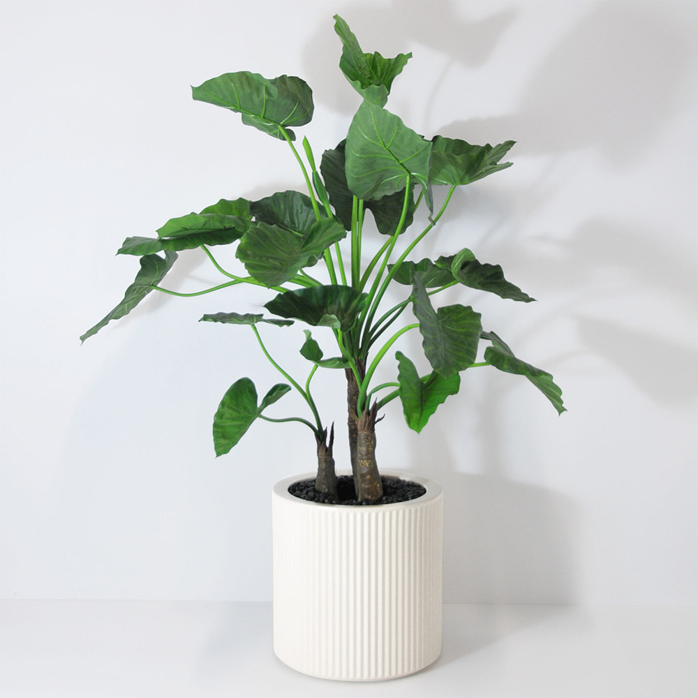 Alocasia calidora 3 troncs - Blanc
