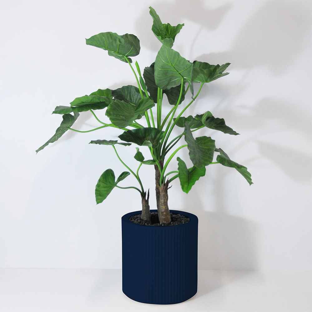 Alocasia calidora 3 troncs - Bleu