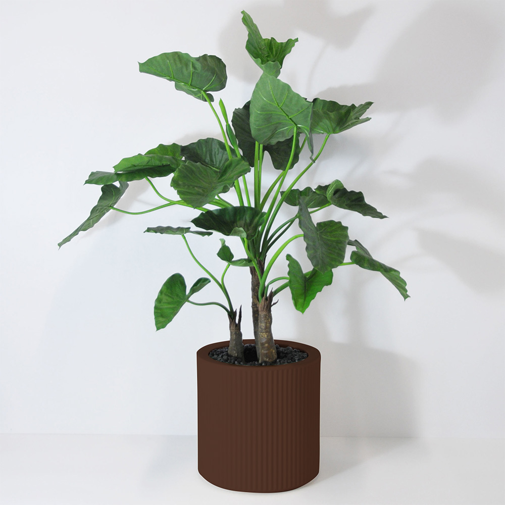 Alocasia calidora 3 troncs - Marron