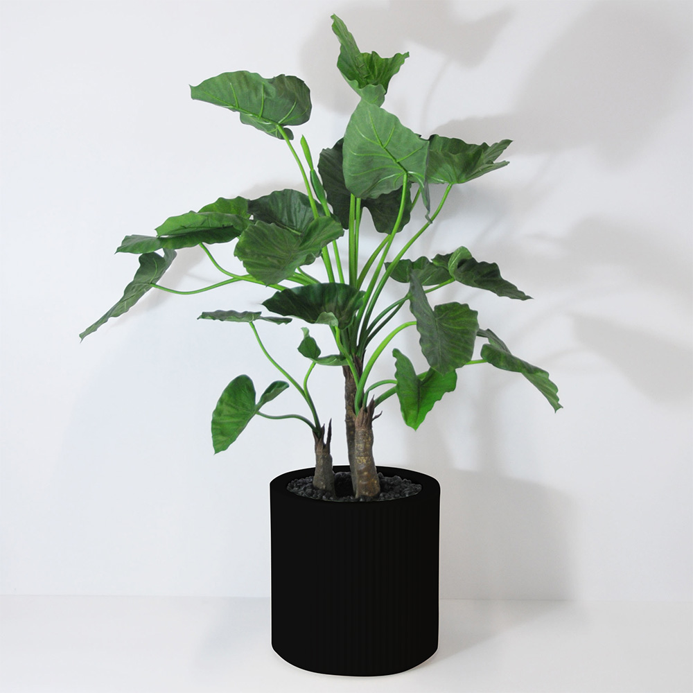 Alocasia calidora 3 troncs - Noir