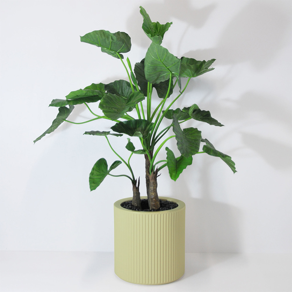 Alocasia calidora 3 troncs - Pistache
