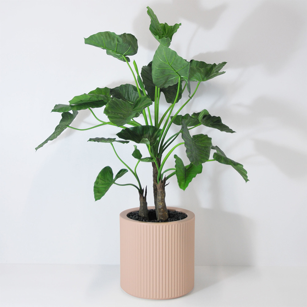 Alocasia calidora 3 troncs - Rose