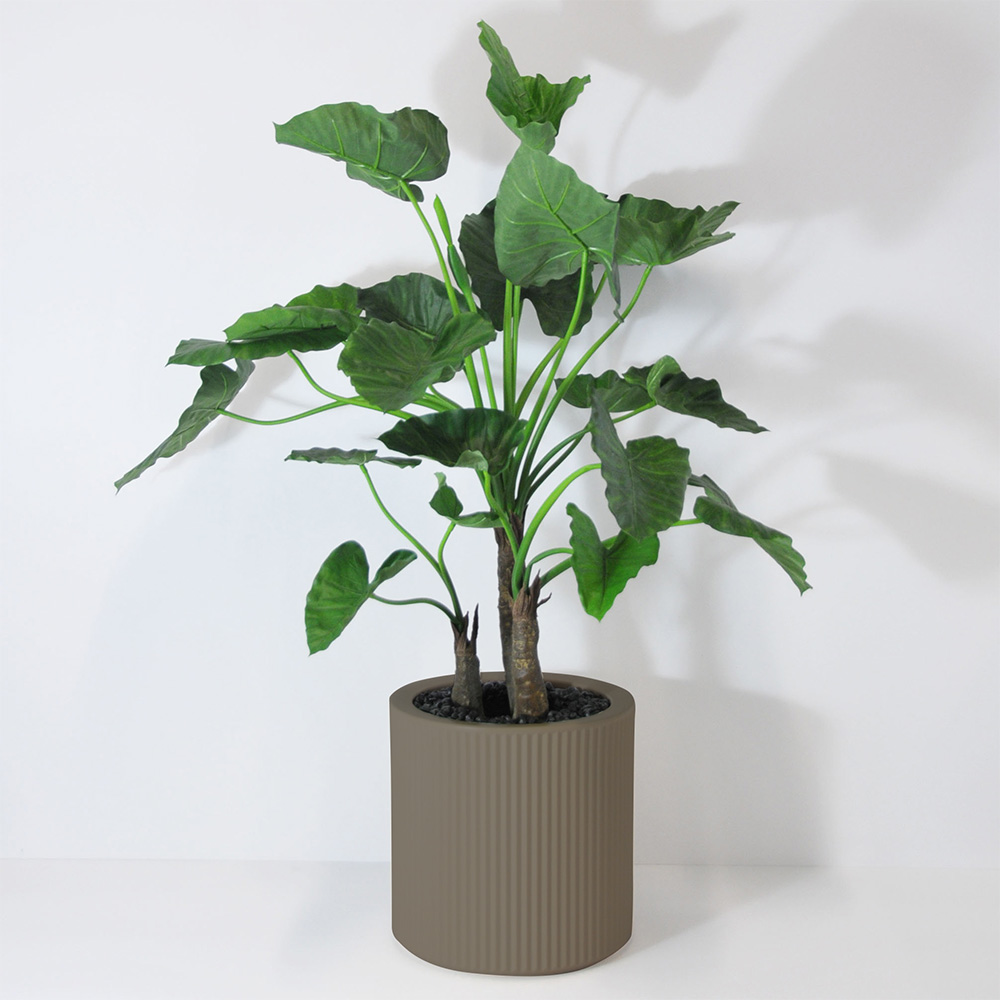 Alocasia calidora 3 troncs - Tortora