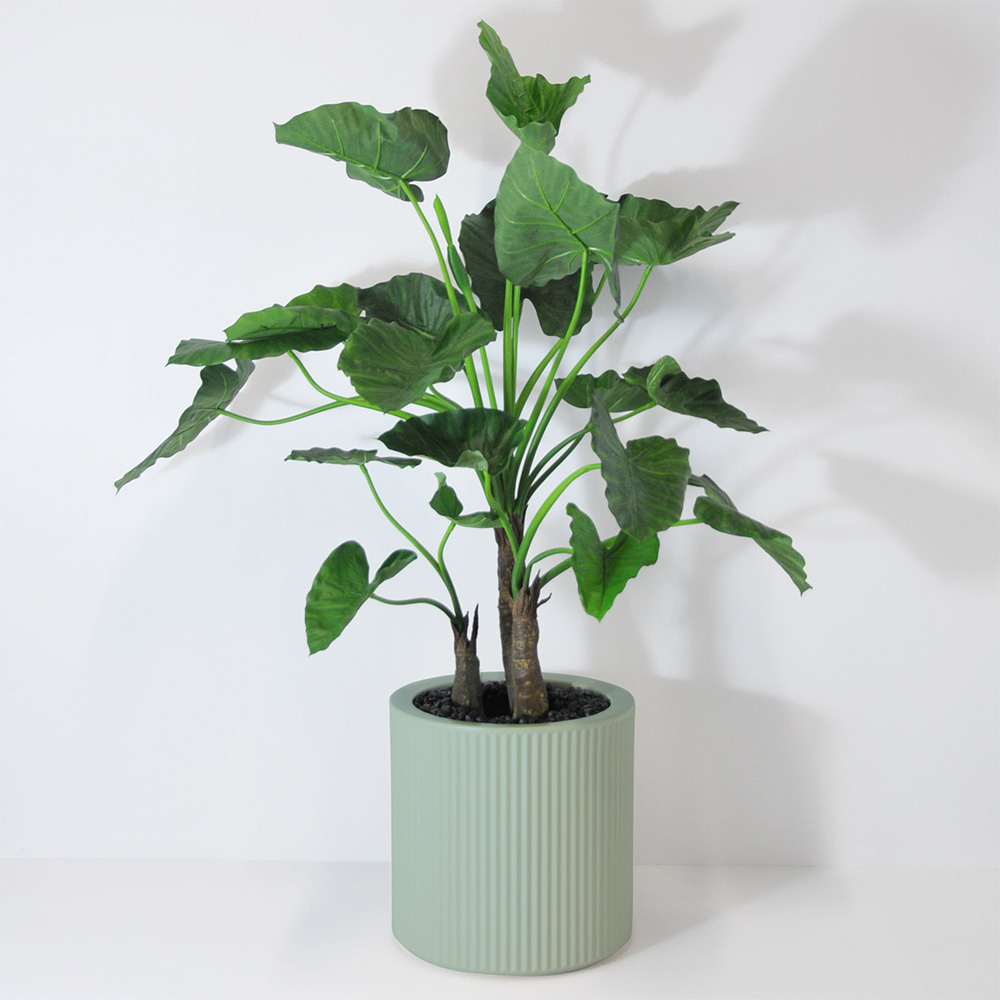 Alocasia calidora 3 troncs - Turquoise