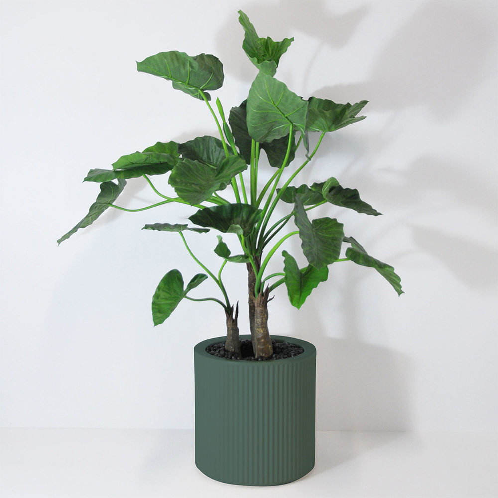 Alocasia calidora 3 troncs - Vert