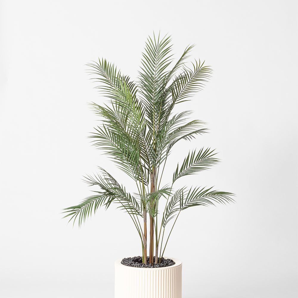Areca - Blanc