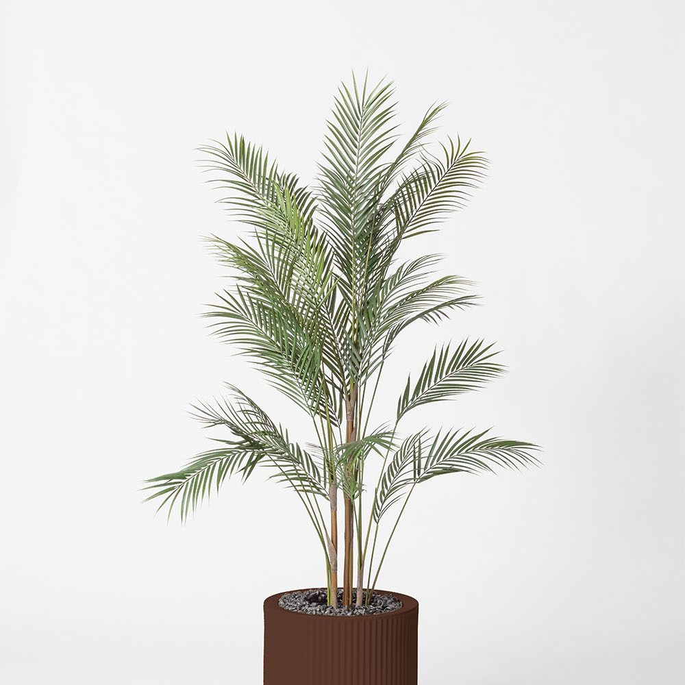 Areca - Marron